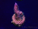 WYSIWYG Acropora Mariculture acclimated LED