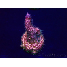 WYSIWYG Acropora Marikultur akklimatisiert LED