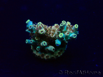 WYSIWYG Acropora Marikultur akklimatisiert LED