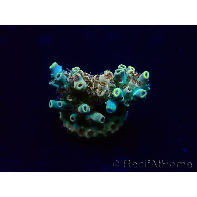 WYSIWYG Acropora Marikultur akklimatisiert LED