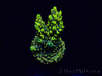 WYSIWYG Acropora 15M11 Mariculture acclimaté led