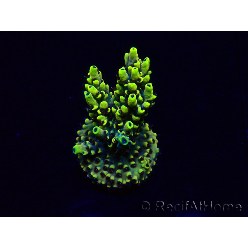 WYSIWYG Acropora 15M11 Mariculture acclimaté led