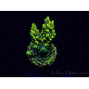 WYSIWYG Acropora 15M11 Mariculture acclimaté led