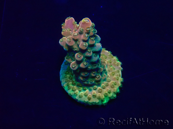 WYSIWYG Acropora Maricoltura acclimatata LED