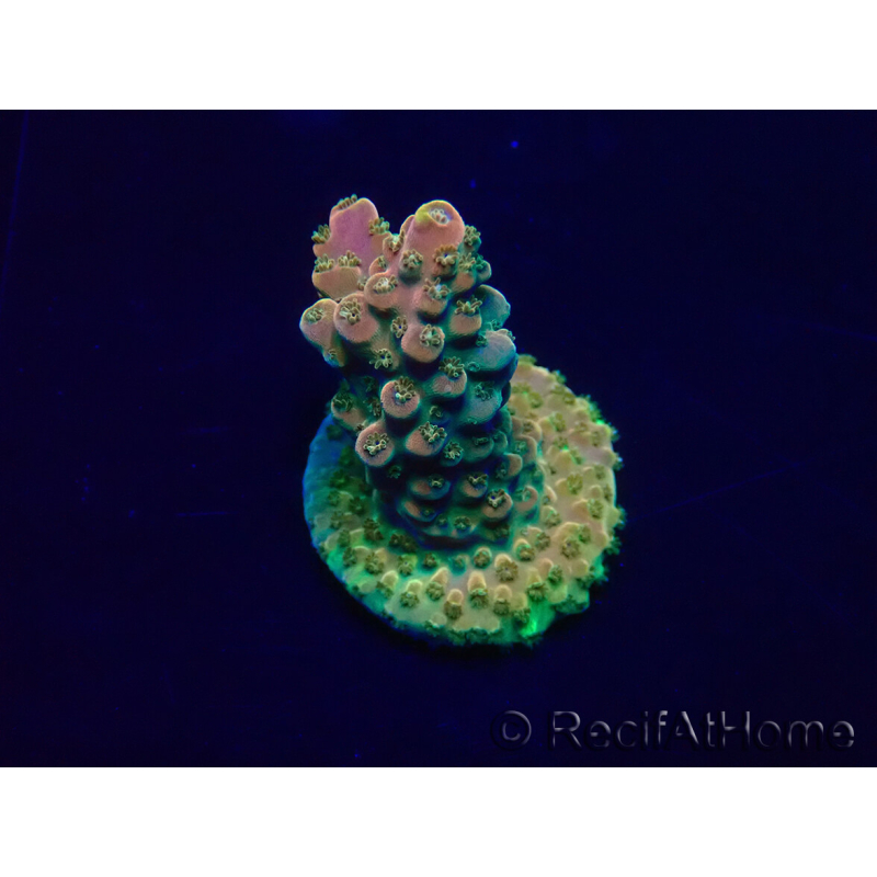 WYSIWYG Acropora Mariculture acclimaté led