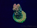 WYSIWYG Acropora Marikultur akklimatisiert LED