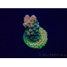 WYSIWYG Acropora Maricultura aclimatada led
