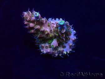 WYSIWYG Acropora Maricoltura acclimatata a LED