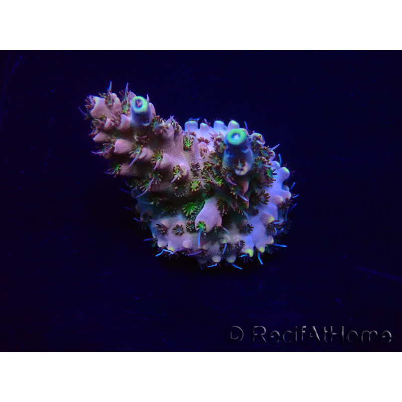 WYSIWYG Acropora 15N11 Mariculture acclimaté led