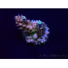 WYSIWYG Acropora 15N11 Mariculture acclimaté led