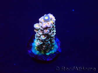 WYSIWYG AcroporaAclimatado LED