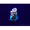 WYSIWYG Acropora Acclimated LED