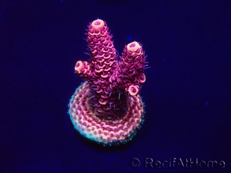 WYSIWYG Acropora Mariculture Acclimaté led