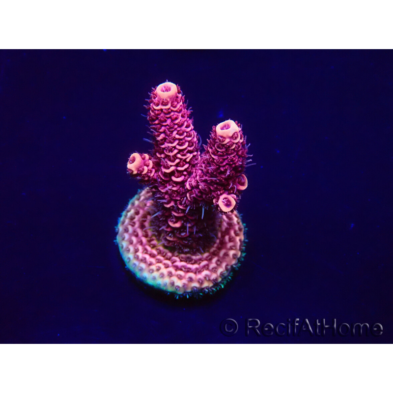 WYSIWYG Acropora Mariculture Acclimaté led