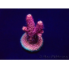 WYSIWYG Acropora Maricultura Acclimatato led