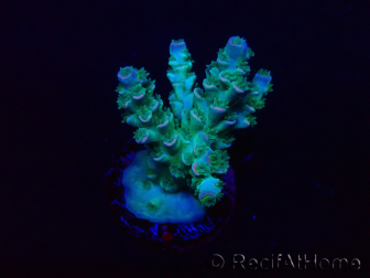 WYSIWYG Acropora Marikultur akklimatisiert LED