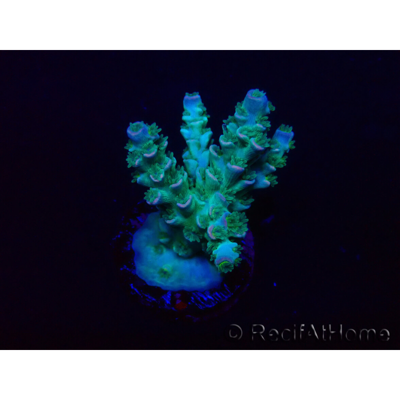 WYSIWYG Acropora tenuis 15P9 Mariculture Acclimaté led