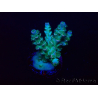 WYSIWYG Acropora milleporaMariculture Acclimated LED