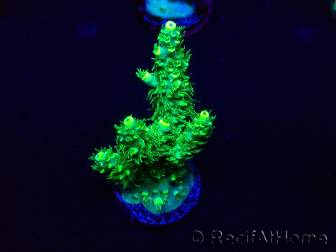 WYSIWYG Acropora 15Q1 Mariculture acclimaté led