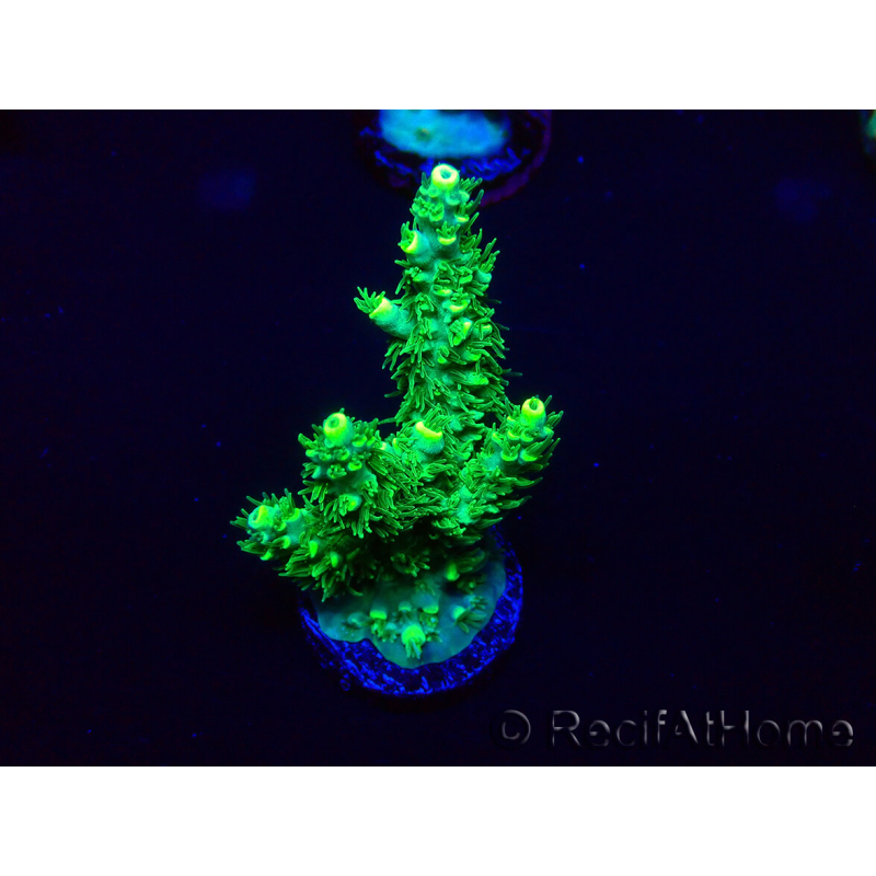 WYSIWYG Acropora Maricultura aclimatada LED