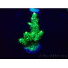 WYSIWYG Acropora 15Q1 Mariculture acclimaté led