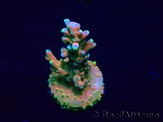 WYSIWYG Acropora Maricultura aclimatada LED