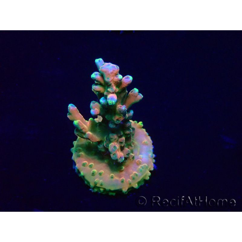 WYSIWYG Acropora 15R1 Mariculture acclimaté led