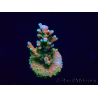 WYSIWYG Acropora 15R1 Mariculture acclimaté led
