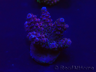 WYSIWYG Acropora Maricoltura acclimatata a LED