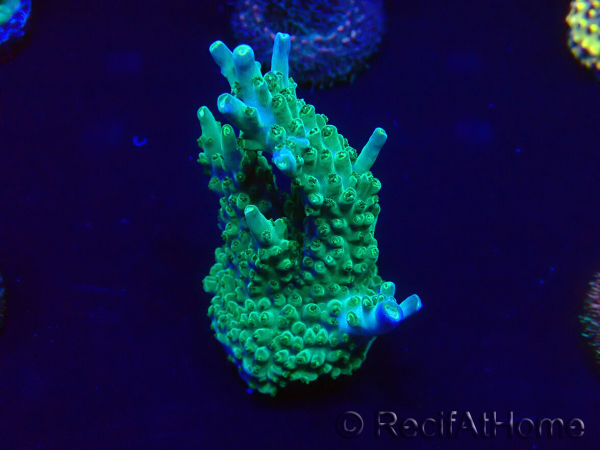WYSIWYG Acropora Maricultuur geacclimatiseerd LED