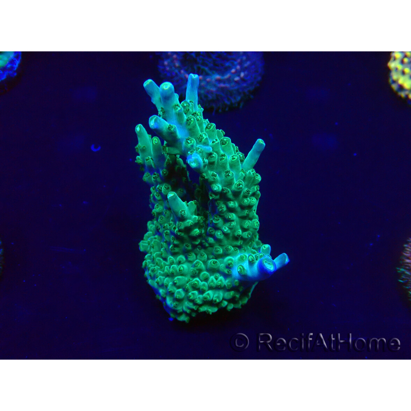 WYSIWYG Acropora Marikultur akklimatisiert LED