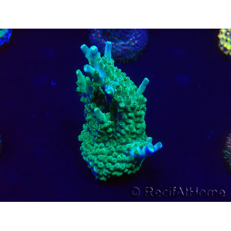 WYSIWYG Acropora Maricoltura acclimatata a LED