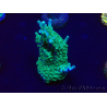 WYSIWYG Acropora Marikultur akklimatisiert LED