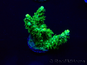 WYSIWYG Acropora Maricultura aclimatada LED