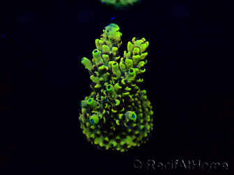 WYSIWYG Acropora Mariculture acclimated LED