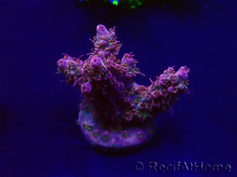 WYSIWYG Acropora Mariculture acclimated LED