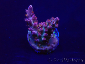 WYSIWYG Acropora Maricultura aclimatada LED