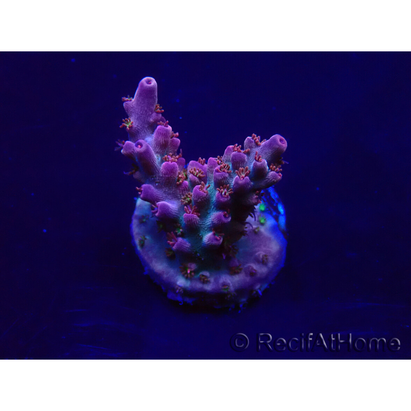 WYSIWYG Acropora 15V6 Mariculture acclimaté led