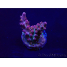 WYSIWYG Acropora 15V6 Mariculture acclimaté led