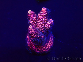 WYSIWYG Acropora Maricultura aclimatada LED