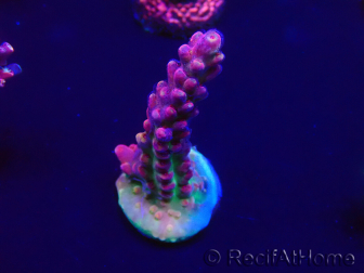 WYSIWYG Acropora Marikultur akklimatisiert LED
