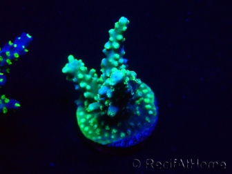 WYSIWYG Acropora Mariculture acclimated LED