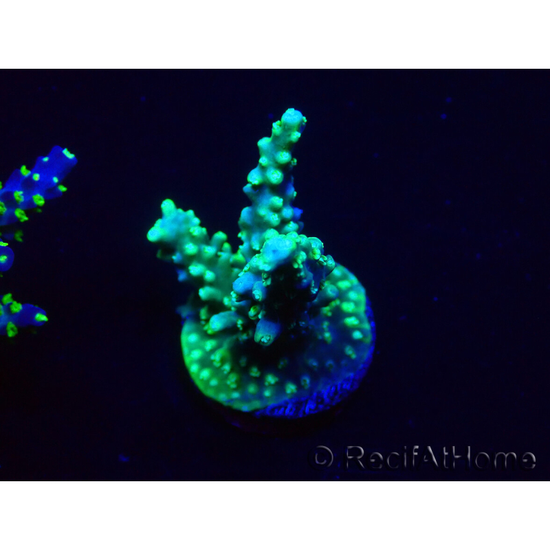 WYSIWYG Acropora 15V12 Mariculture acclimaté led