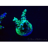 WYSIWYG Acropora 15V12 Mariculture acclimaté led