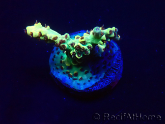 WYSIWYG Acropora Maricultura aclimatada LED