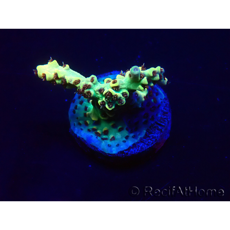 WYSIWYG Acropora 15W1 Mariculture acclimaté led