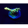 WYSIWYG Acropora 15W1 Mariculture acclimaté led