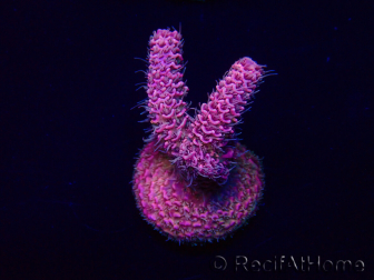 WYSIWYG Acropora Maricoltura acclimatata a LED