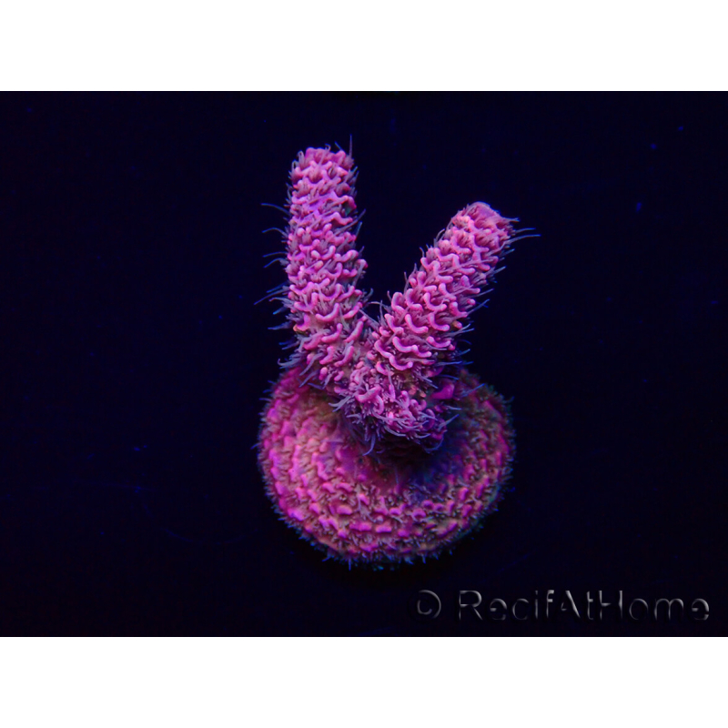 WYSIWYG Acropora 15W9 Mariculture acclimaté led