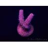 WYSIWYG Acropora 15W9 Mariculture acclimaté led